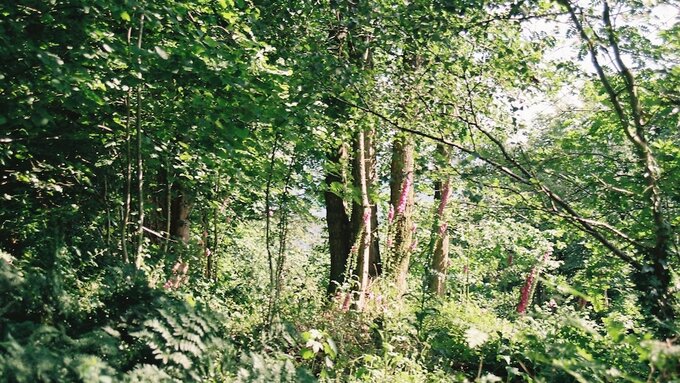 A busy wooded area, filled with branches, leaves and pink fox glove flowers, on a sunny day.