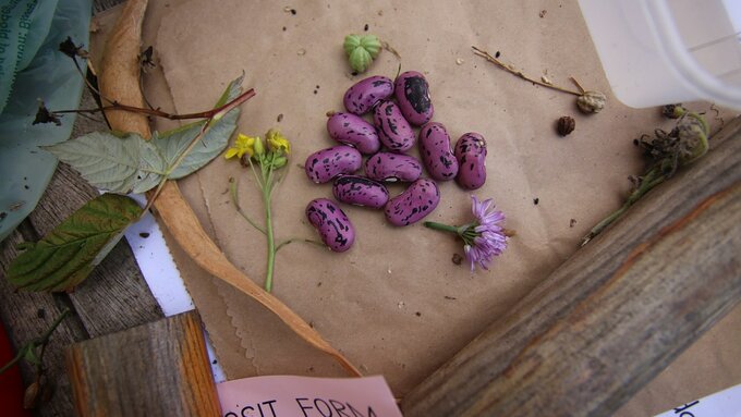 Purple and black flecked runner beans on a busy tabletop