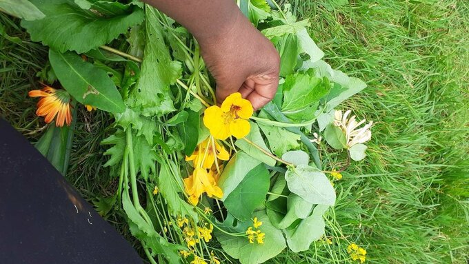 Someone with brown skin reaches over a luscious bunch of greens for a big yellow nasturtium flower