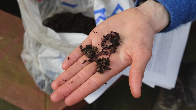 Some dark purple earthworms wriggle in leaf mulch in someone's hand