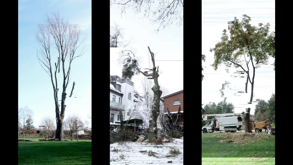 A triptych photograph of three trees in various points of their growth, the photos are glitching and distorted