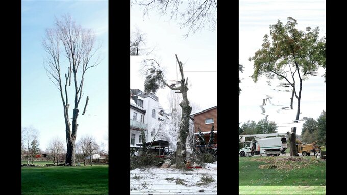 A triptych photograph of three trees in various points of their growth, the photos are glitching and distorted