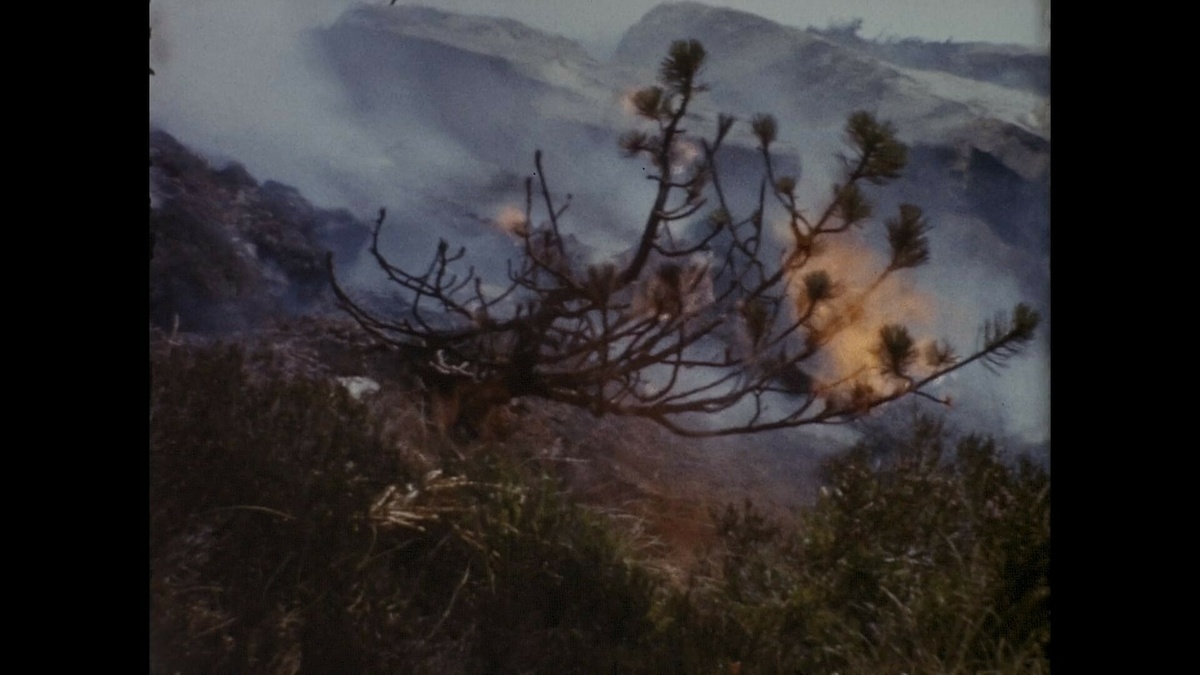 What appears to be a branch of pine tree on fire against a rocky background.