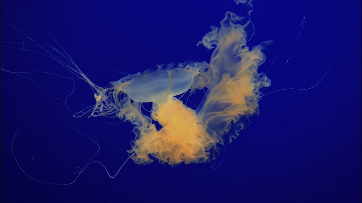 A yellow jellyfish swims on a blue background.