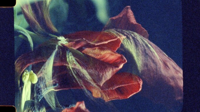 A scan of a photograph cell depicting dried petals in dark rich colours.