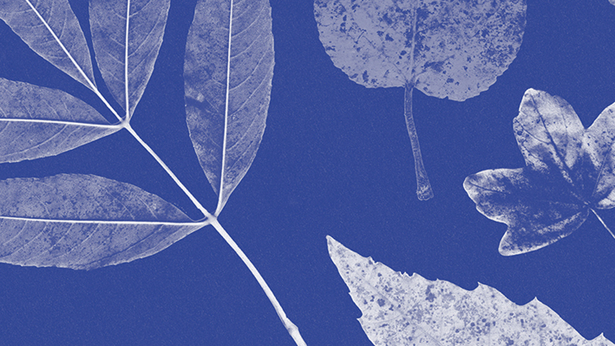 Blue textured background. Different types of leaves are arranged.