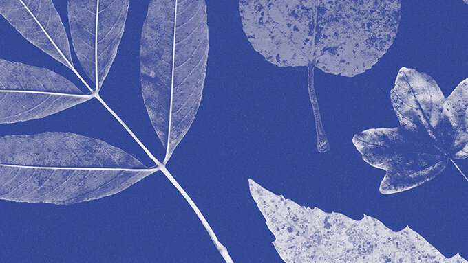 Blue textured background. Different types of leaves are arranged.