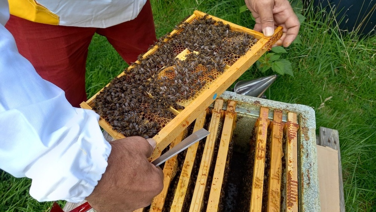 A person with brown hands lifts a frame of honeycomb out of a bee hive.