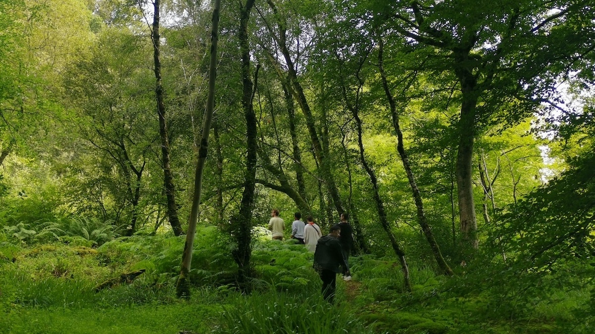 Five figures make their way into a lush green forest, surrounded by several trees and tall grass.