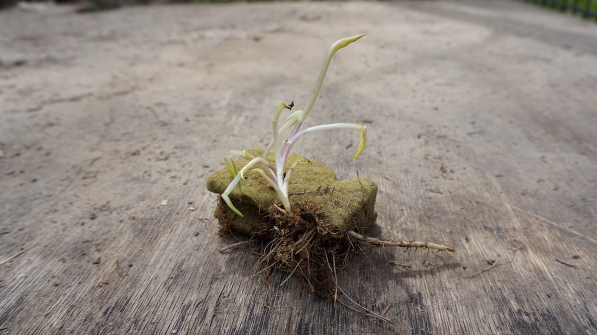 A sponge with a plant sprouting from the top and roots grow from the sponge's base. It is sat on a wooden table.