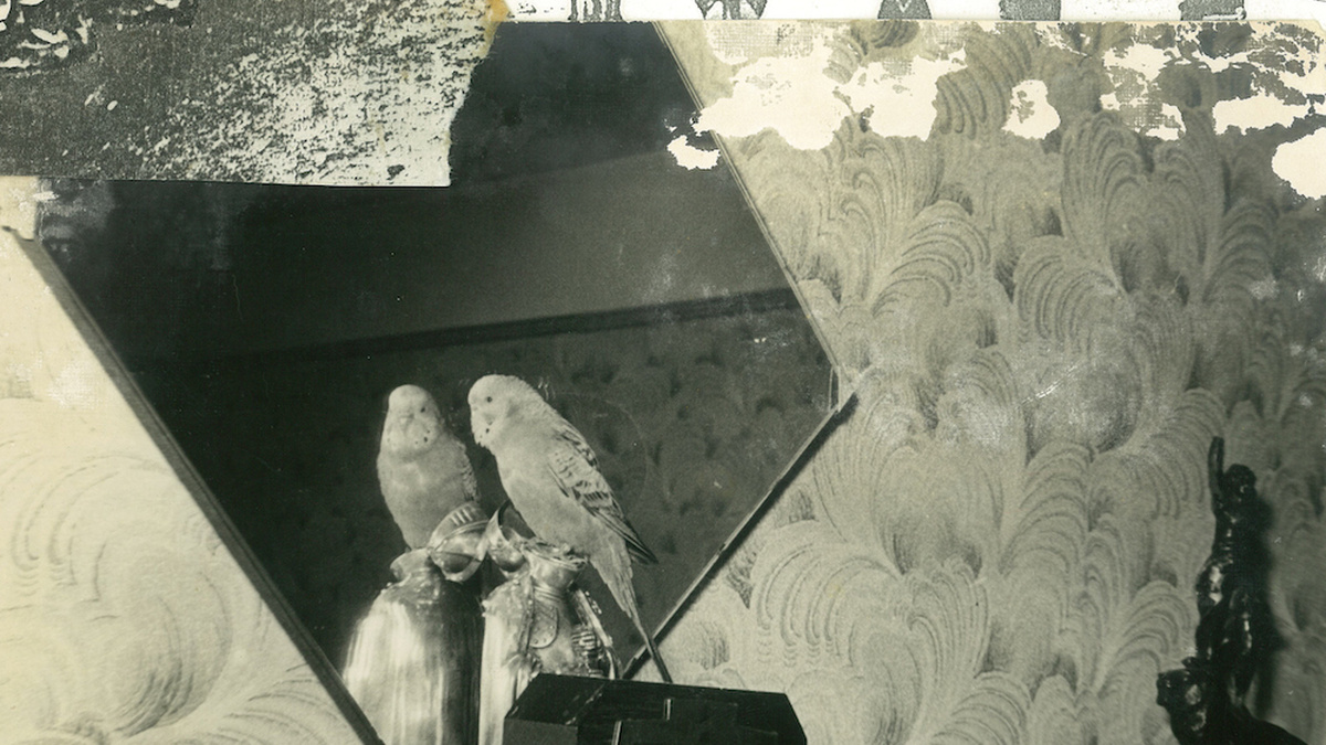 A collage of images including an old retro phone, a mirror and a parakeet.
