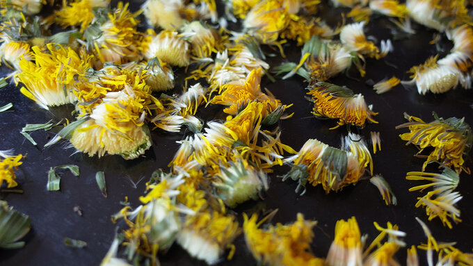 A scattering of wild yellow dandelion flowers.