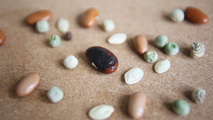 A scat​​tering of orange beans, a large red bean, wrinkled green peas, gnarled nasturtium seeds and cucumber seeds.