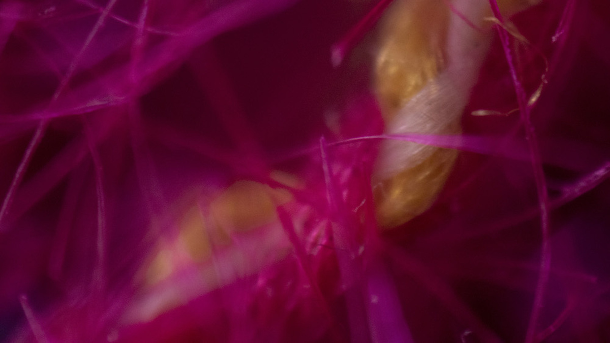 A close up image of hot pink fabric.