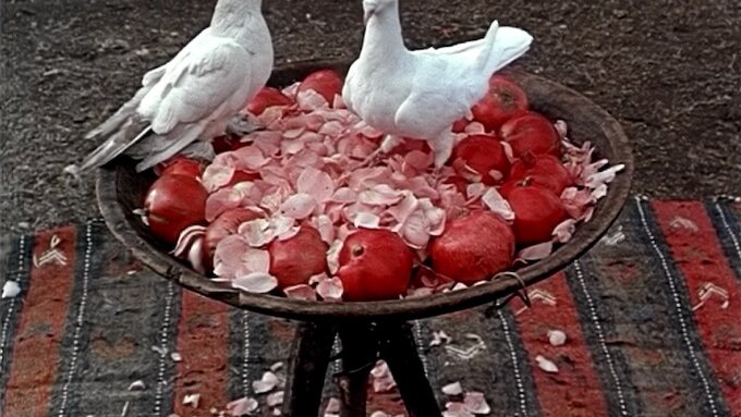 Two white doves are sitting in a metal dish with pomegranates and rose and white flower petals