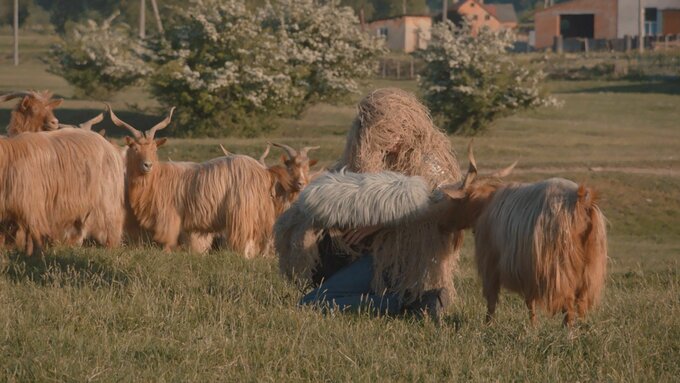 A pack of ginger goats on a sunny day, and among them, a kneeling man wearing a ghillie suit as camouflage.