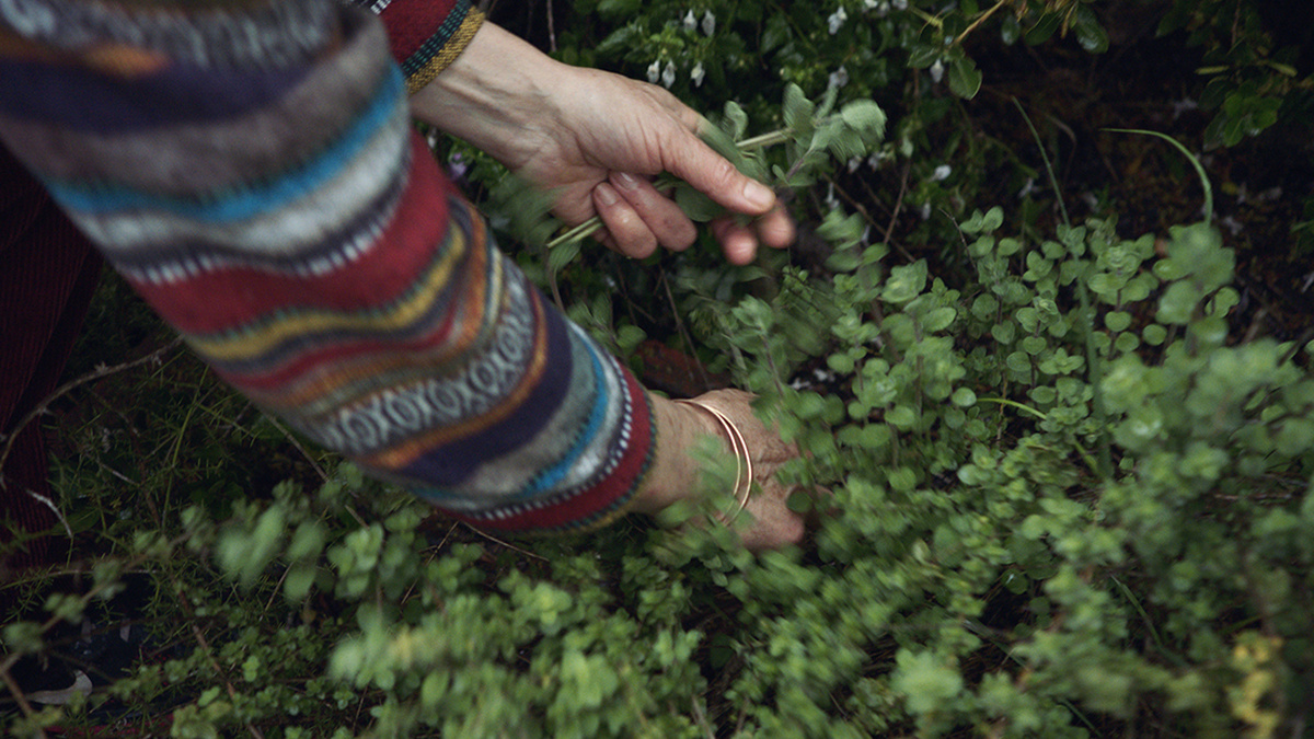 A woman, with only her arms visible, forages for herbs. She is wearing a multicolour long-sleeved shirt .