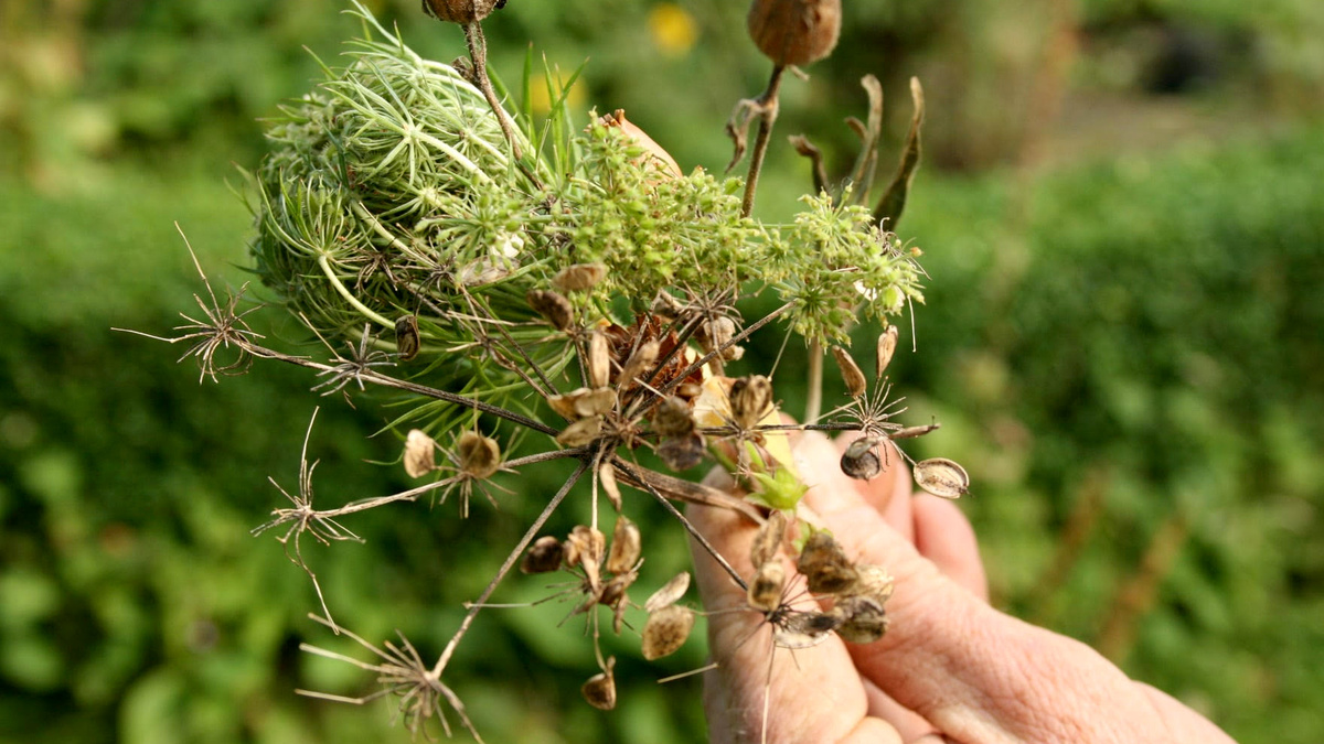 A hand clutches a bouquet of dried weed flowers and seed heads.