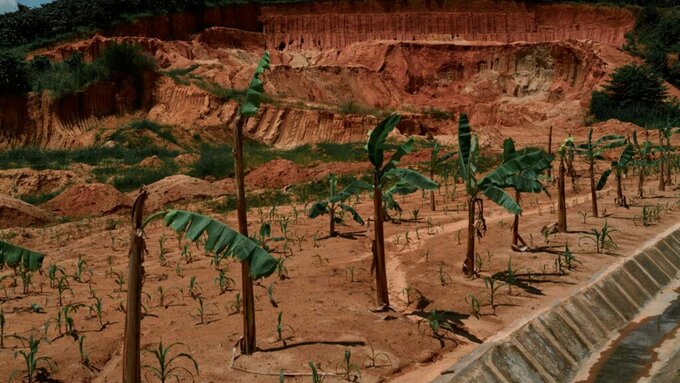 Bare looking palm trees and saplings in a quarry, the earth is exposed and red in colour.