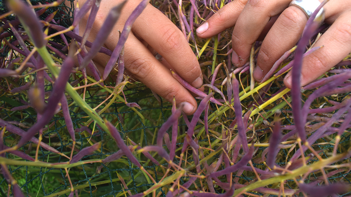 A close view of a person's ringed hands in a tangle of purple seed pods.