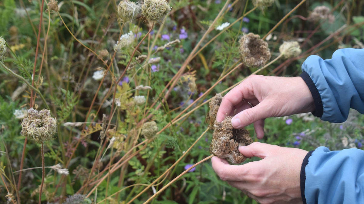 Two blue-sleeved hands holding a nest of wild carrot seeds in a patch of wildflowers