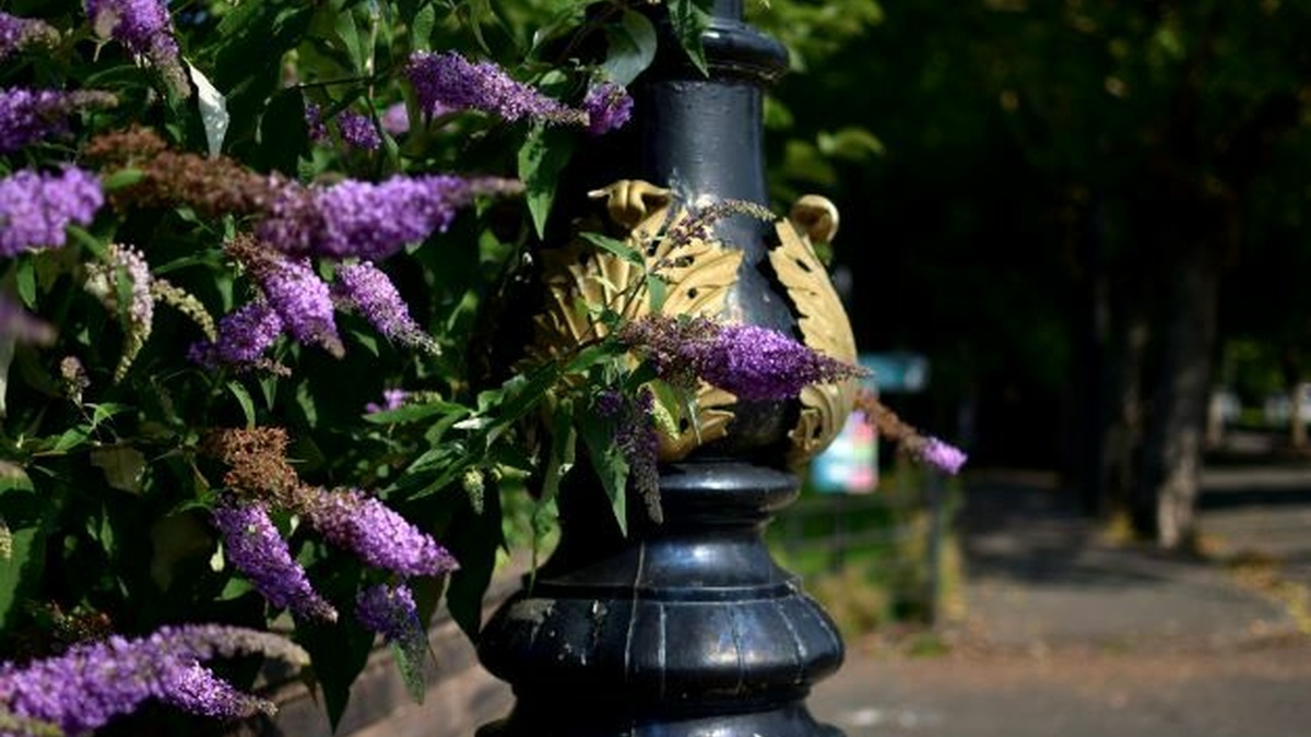 Buddleia flowers against a lamppost in Kelvingrove Park
