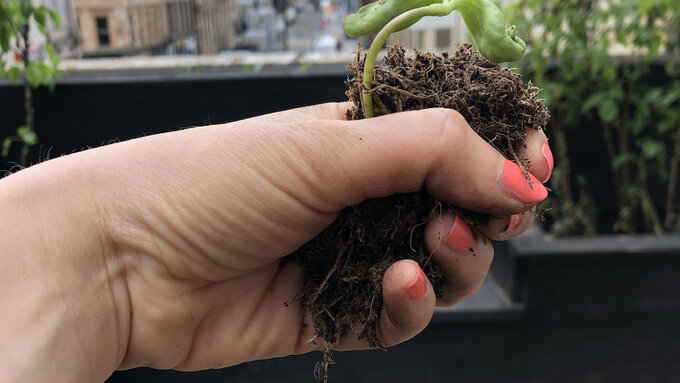 A hand with pink painted nails holds a small sunflower seedling in an urban garden setting.