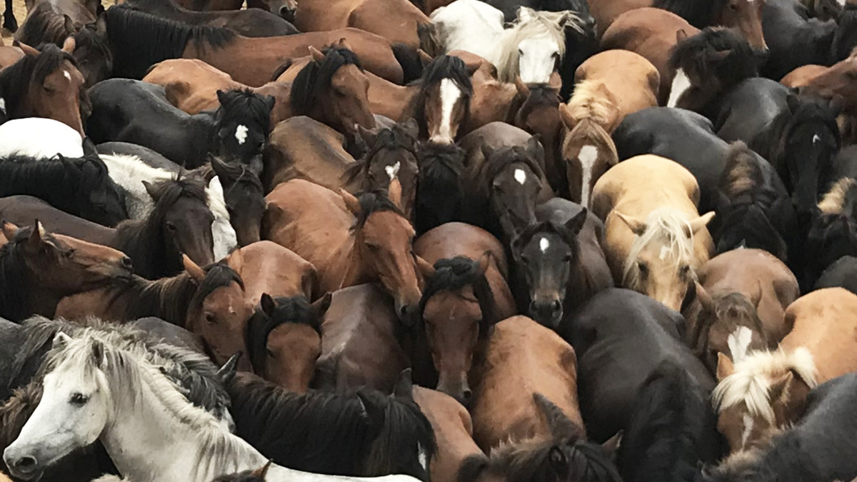 A herd of wild horses are crowded together.