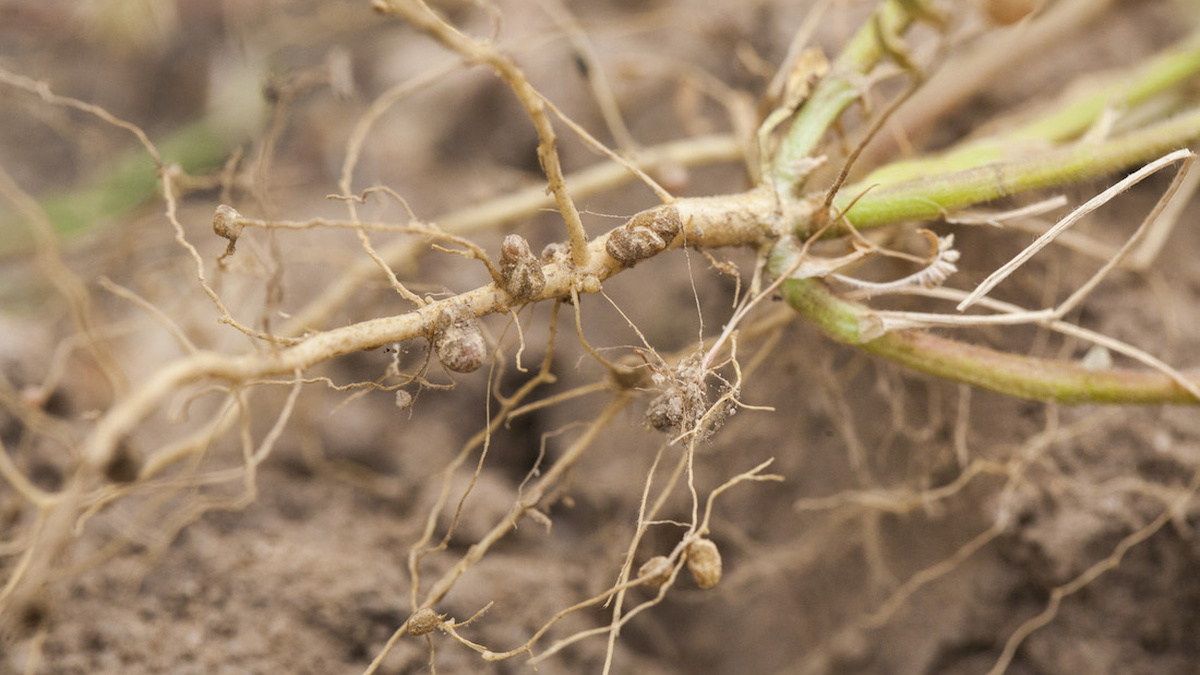 small round bumps on the roots of a plant against a backdrop of rich brown soil
