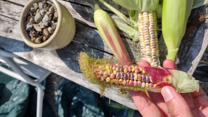Coloured sweetcorn on a wooden garden bench
