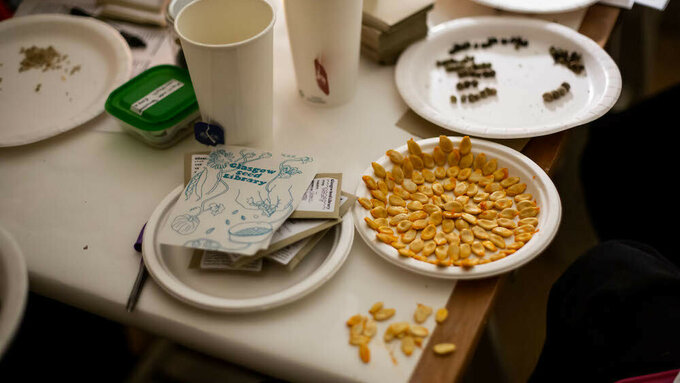 A plate of drying squash seeds arranged in a circle, beside other seeds on a table.