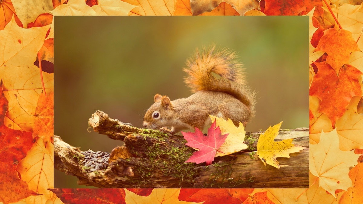 Photo of an autumnal scene with a red squirrel on a branch moving towards some seeds.