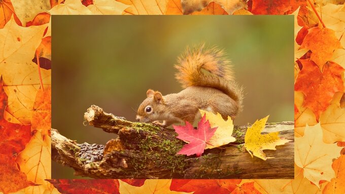 Photo of an autumnal scene with a red squirrel on a branch moving towards some seeds.