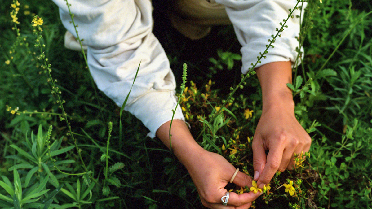 A pair of hands reaches towards yellow flowers in lush grass.