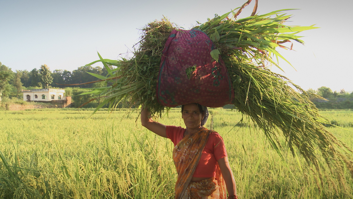 An Indian woman with a large bundle of plants balanced on her head.