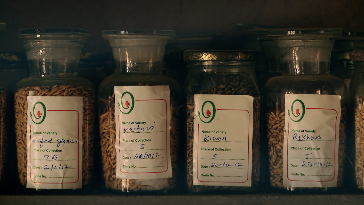 Glass jars containing various seeds.