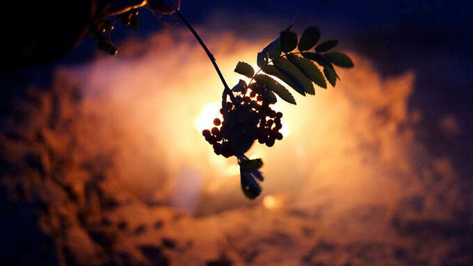 Rowan leaves and berries silhouetted against a glowing amber light.