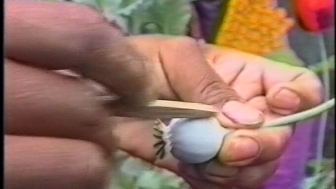 Close up as a poppy bud is cut with a wooden knife to extract its sap. In the background a poppy flower is out of focus.