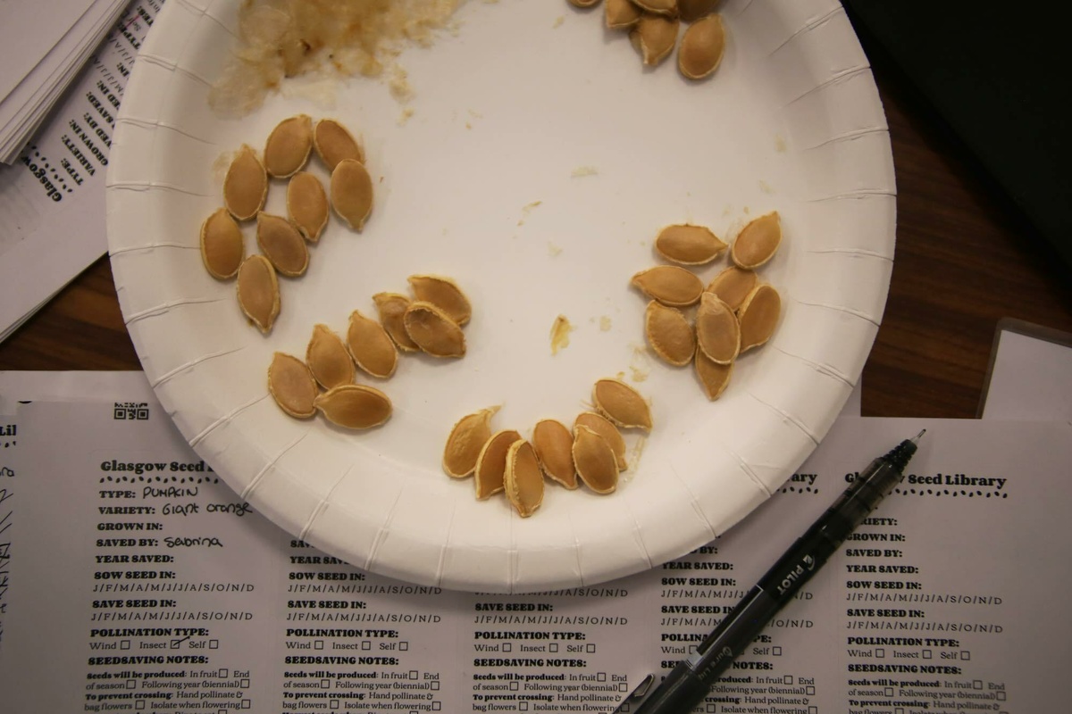 A beautiful array of pumpkin seeds drying on a plate beside seed labels and a pen.