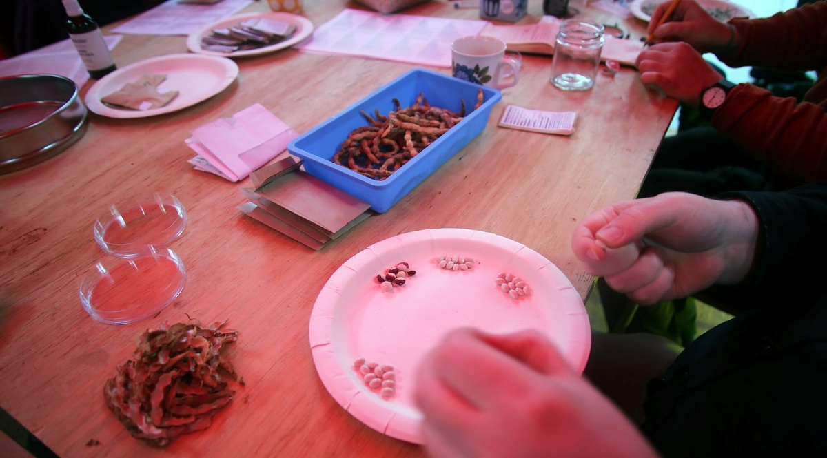 Someone is sorting a plate of variegated pea beans, on a table filled with seeds, envelopes and a box of unpodded peas.