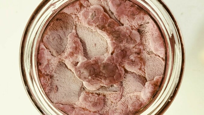 An overhead view of a jar filled with pink organic material growing and fermenting.