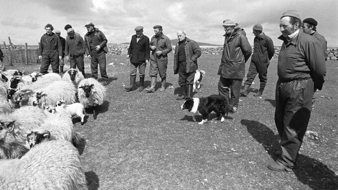 Black & White image of shepherds, sheepdogs and sheep.