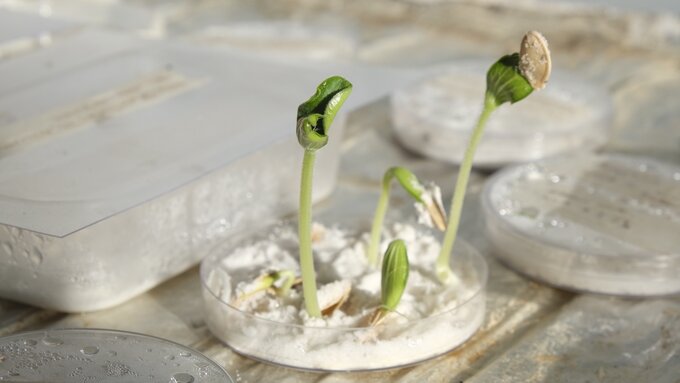 Pumpkin seeds germinating in white sand held in a Petri dish, pushing their seed coat up like a little hat