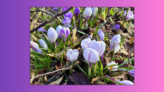 A photo of purple and white flowers in a park in springtime. The background is a purple and pink gradient.