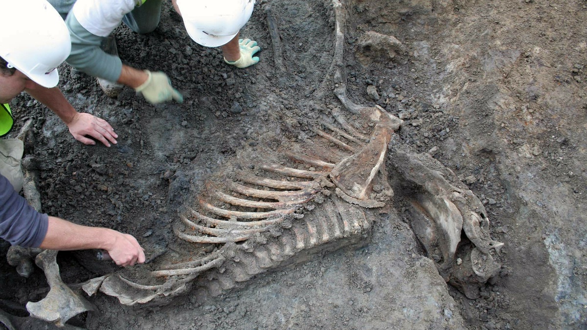A horse skeleton being excavated by two men wearing hard hats.