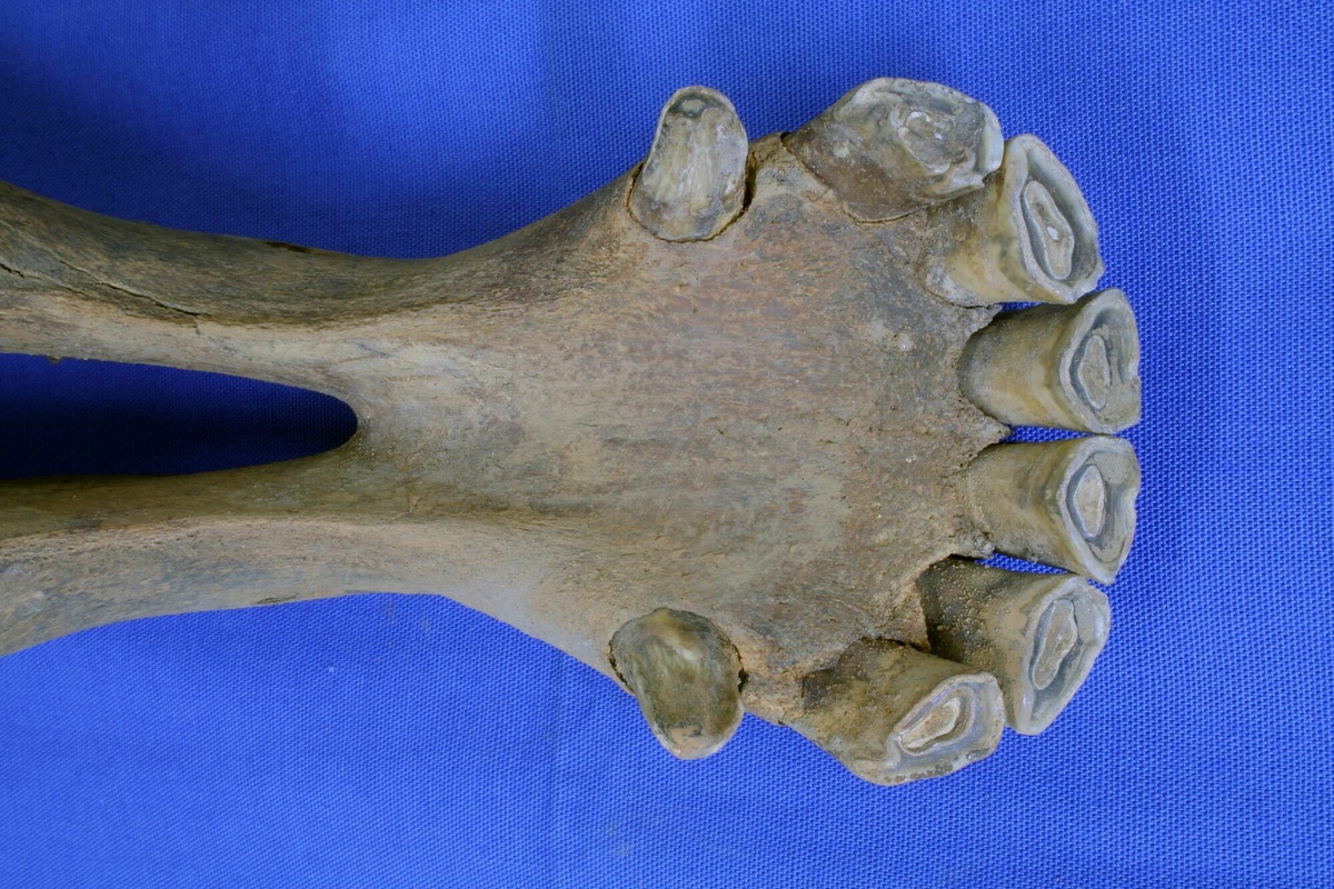 An unusual animal bone, perhaps a jaw. Resting on a blue background.
