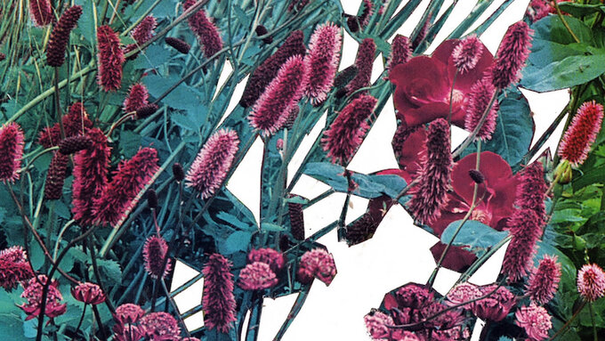 A collage of poppies, grass seed heads and vegetation