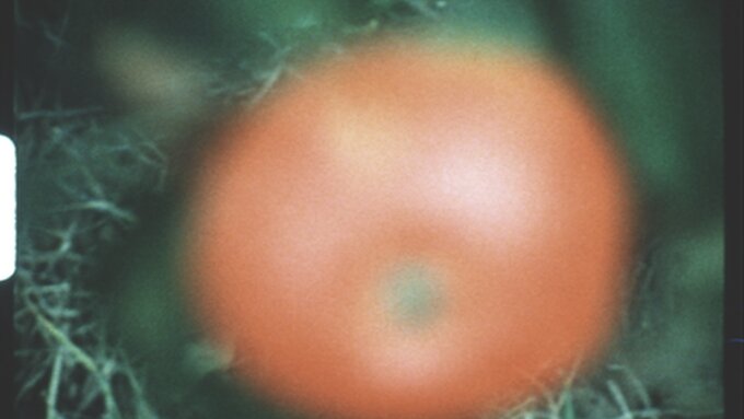 Out of focus image of a red apple lying on green grass, a super 8 still with the edges of the film visible.