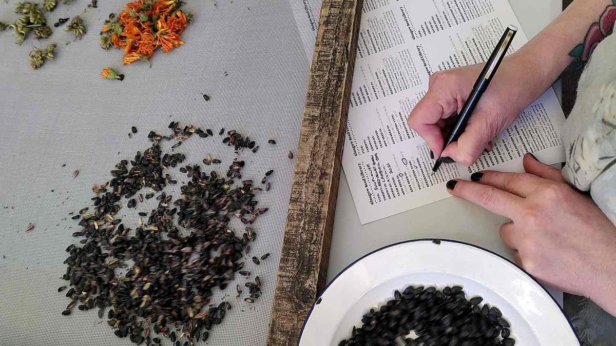 A photo of people sorting seeds at Rumpus Room.