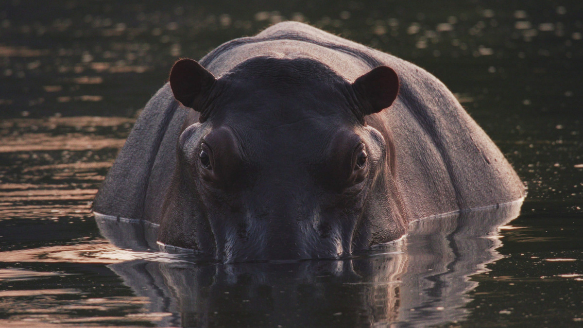 A lone hippopotamus surfaces in the warm glow of a Magdalena River sunset, its head half-submerged and faces the camera.